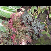 Selaginella erythropus (fam. Selaginellacees) (Du Costa Rica a la Bolivie) (2)